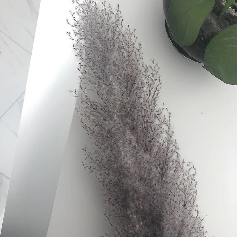 INCLUDING VASE Set of 5 large Pampas grass 115cm Grey Etsy