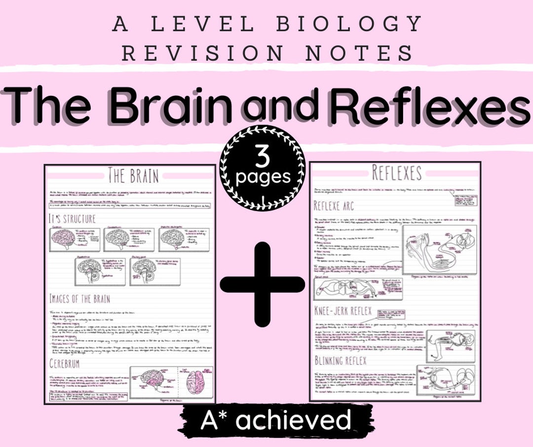 A Level Biology Revision Notes - “the Brain and Reflexes” - Etsy