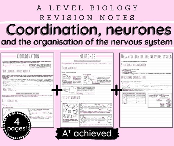 Central Nervous System Revision