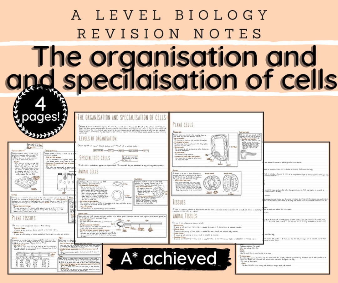 A Level Biology Revision Notes The Organisation And Specialisation Of A Level Biology Revision Notes The Organisation And Specialisation Of