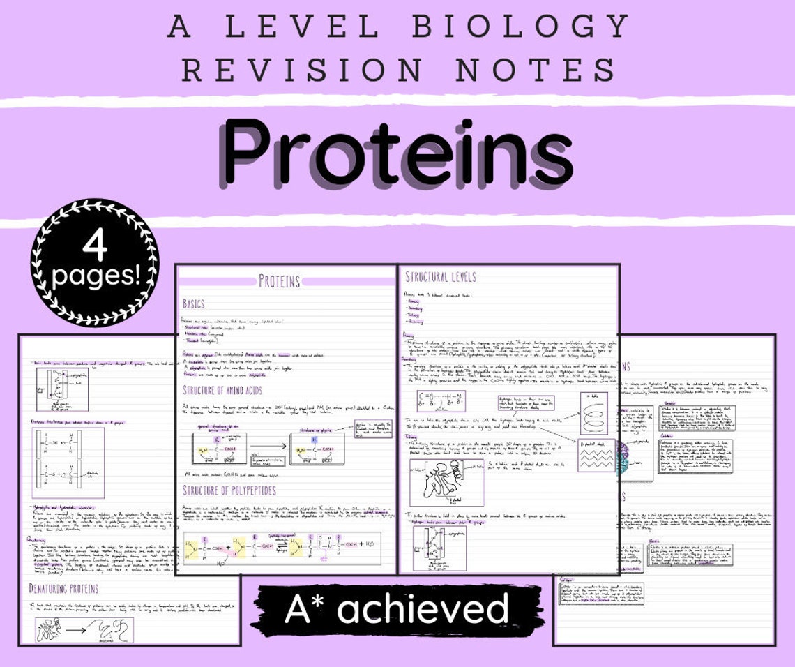 A Level Biology Revision Notes proteins Etsy UK