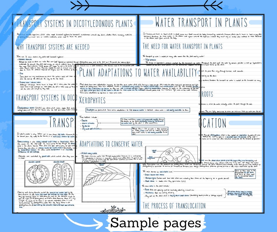 A Level Biology Revision Notes Bundle topic 9 Transport in Plants - Etsy