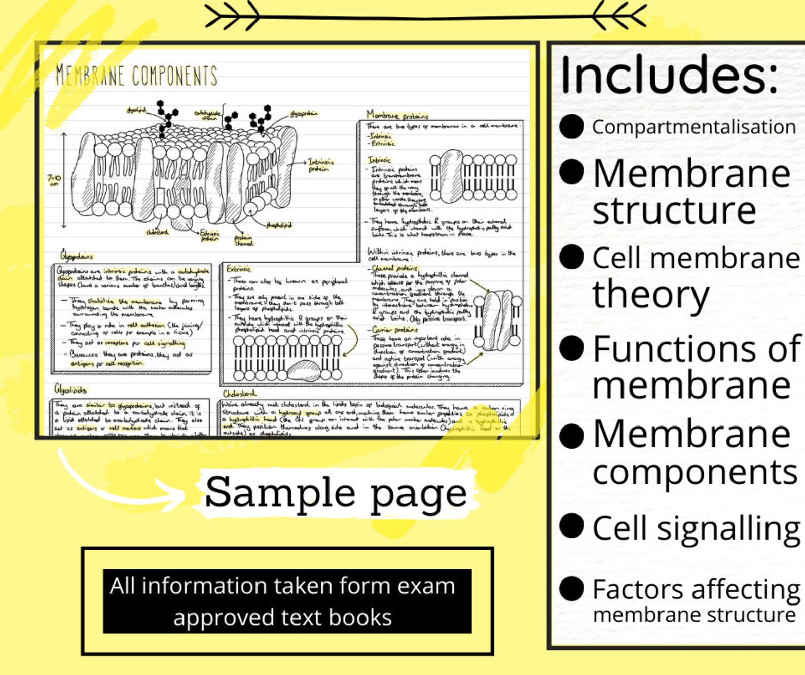 A Level Biology Revision Notescell Membrane Structure and Function - Etsy