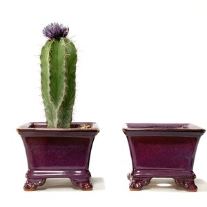 May include: Two purple ceramic square planters with a cactus plant in one of the planters. The cactus has a purple flower on top.