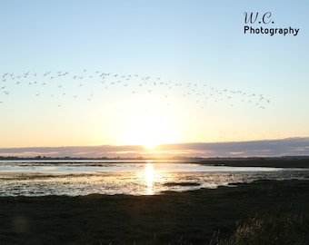 A lovely photo of a sunrise taken at dolly mount beach where a flock of birds can be seen in the sky