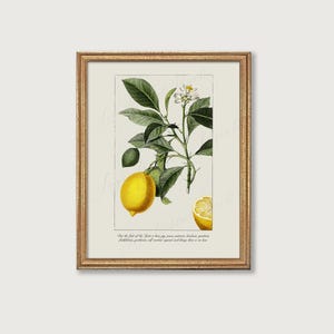 Fruit of the Spirit Printable Christian Wall Art | Galatians 5:22 Vintage Style Bible Verse Art, Lemon Print for Kitchen | Digital Download