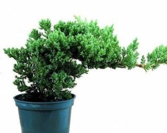 Japanese Dwarf  Juniper