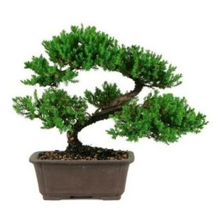 Juniper Bonsai with Bonsai Scissors