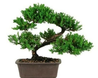 May include: A green juniper bonsai tree in a brown ceramic pot. The tree has a thick trunk and many branches with small green leaves. The pot is sitting on a white background.