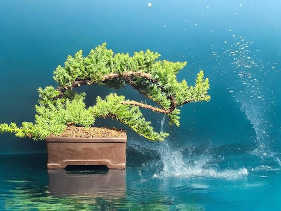 Beautiful Japanese Dwarf Juniper Bonsai Tree #331