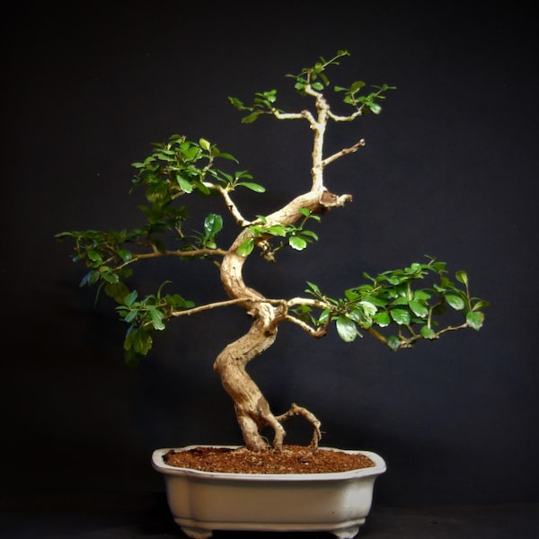 Live Bonsai Tree Etsy