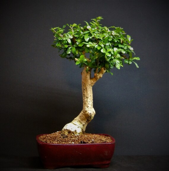 Fukien Tea Indoor Flowering  Bonsai Tree # 99