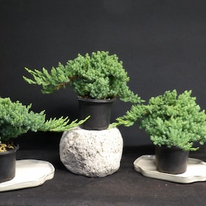 3 Japanese Dwarf Juniper Pre Bonsai trees