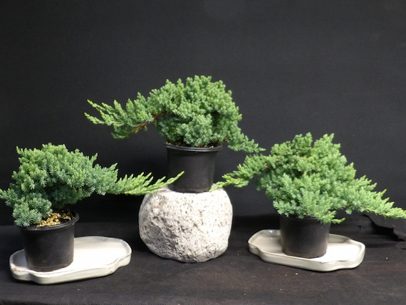 3 Japanese Dwarf Juniper Pre Bonsai trees