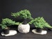 3 Japanese Dwarf Juniper Pre Bonsai trees 