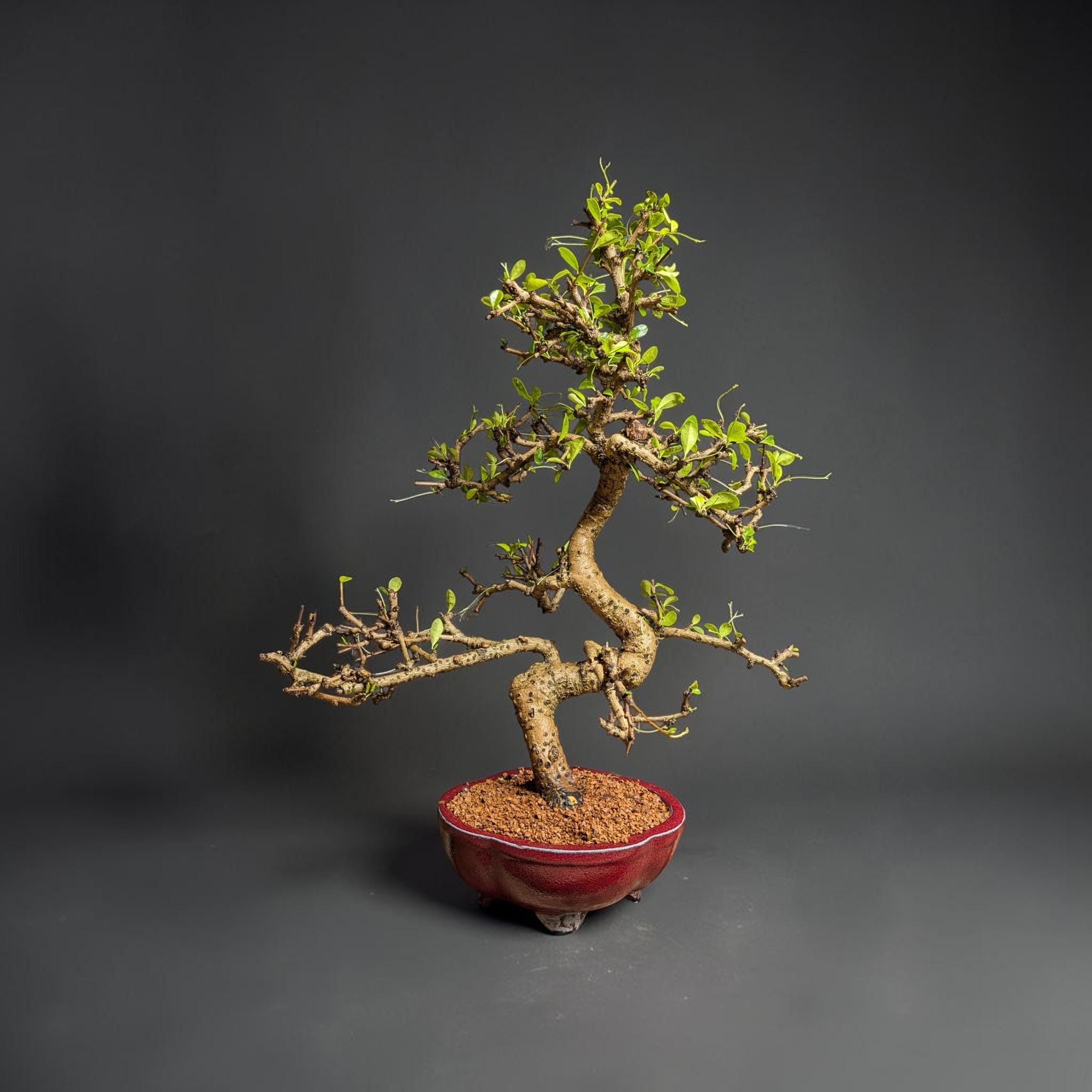 Bonsai Pots 24 Inches - Etsy