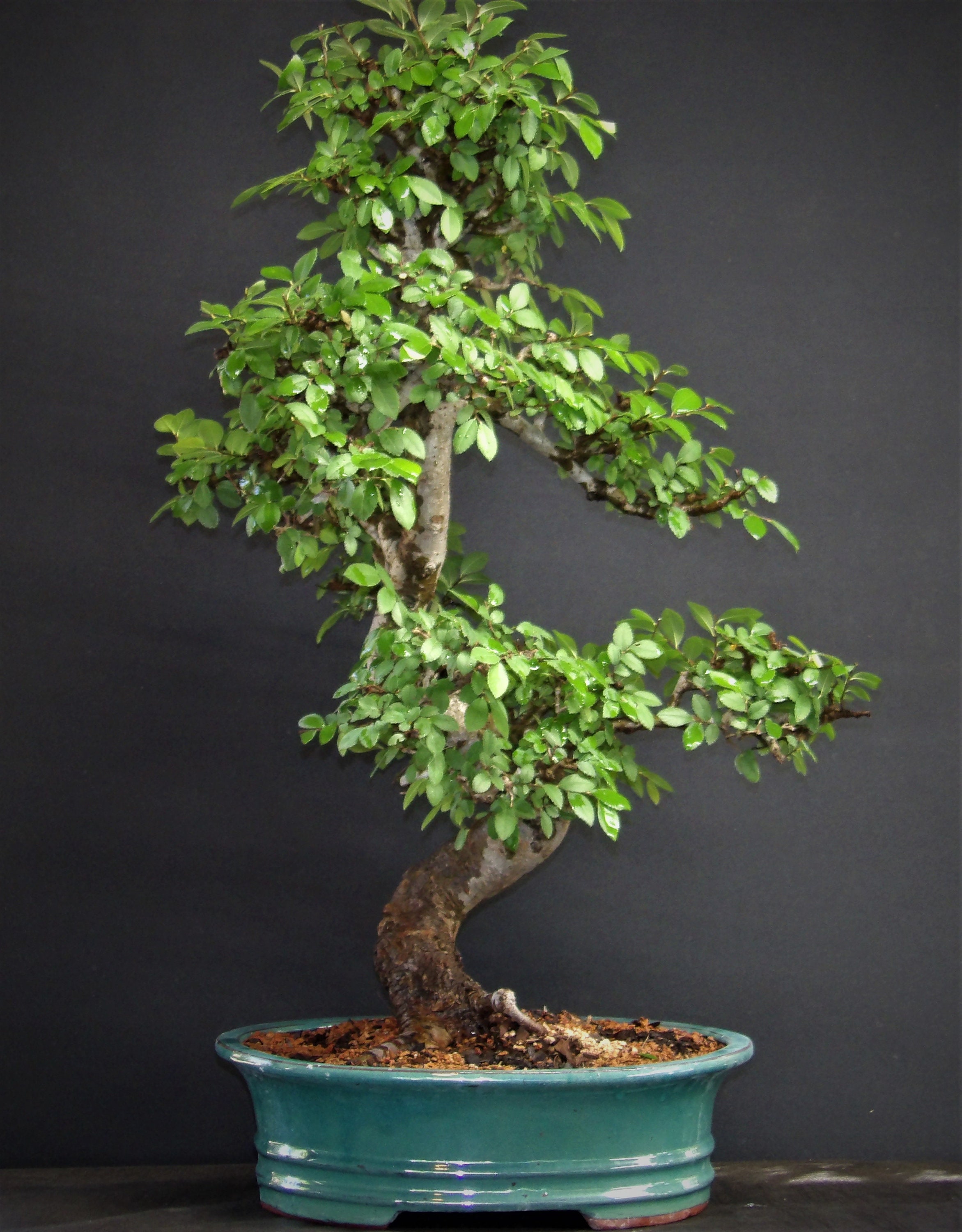 OLD Specimen Bonsai Chinese Elm Bonsai Tree