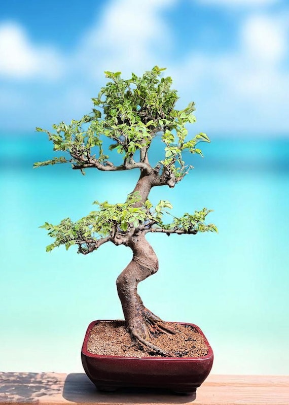 OLD Specimen Bonsai Chinese Elm Bonsai Tree #743 - Etsy