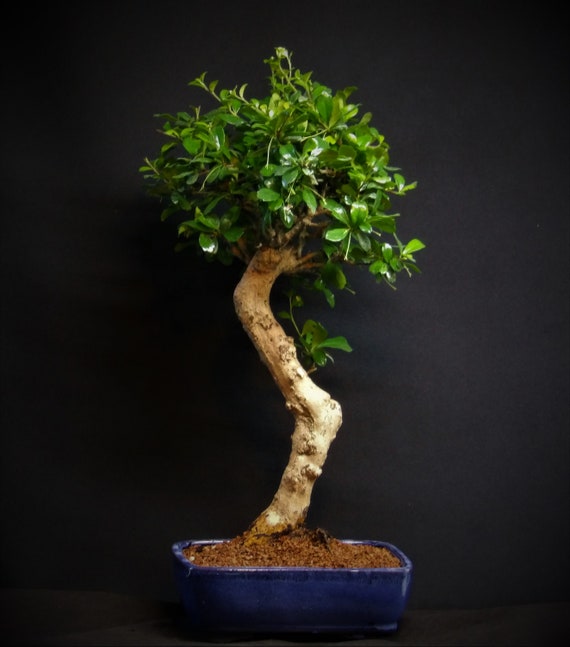 Fukien Tea Indoor Flowering  Bonsai Tree # 991