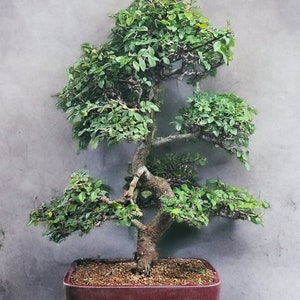 OLD Specimen Bonsai Chinese Elm Bonsai Tree #9081