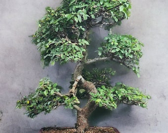 OLD Specimen Bonsai Chinese Elm Bonsai Tree #9081