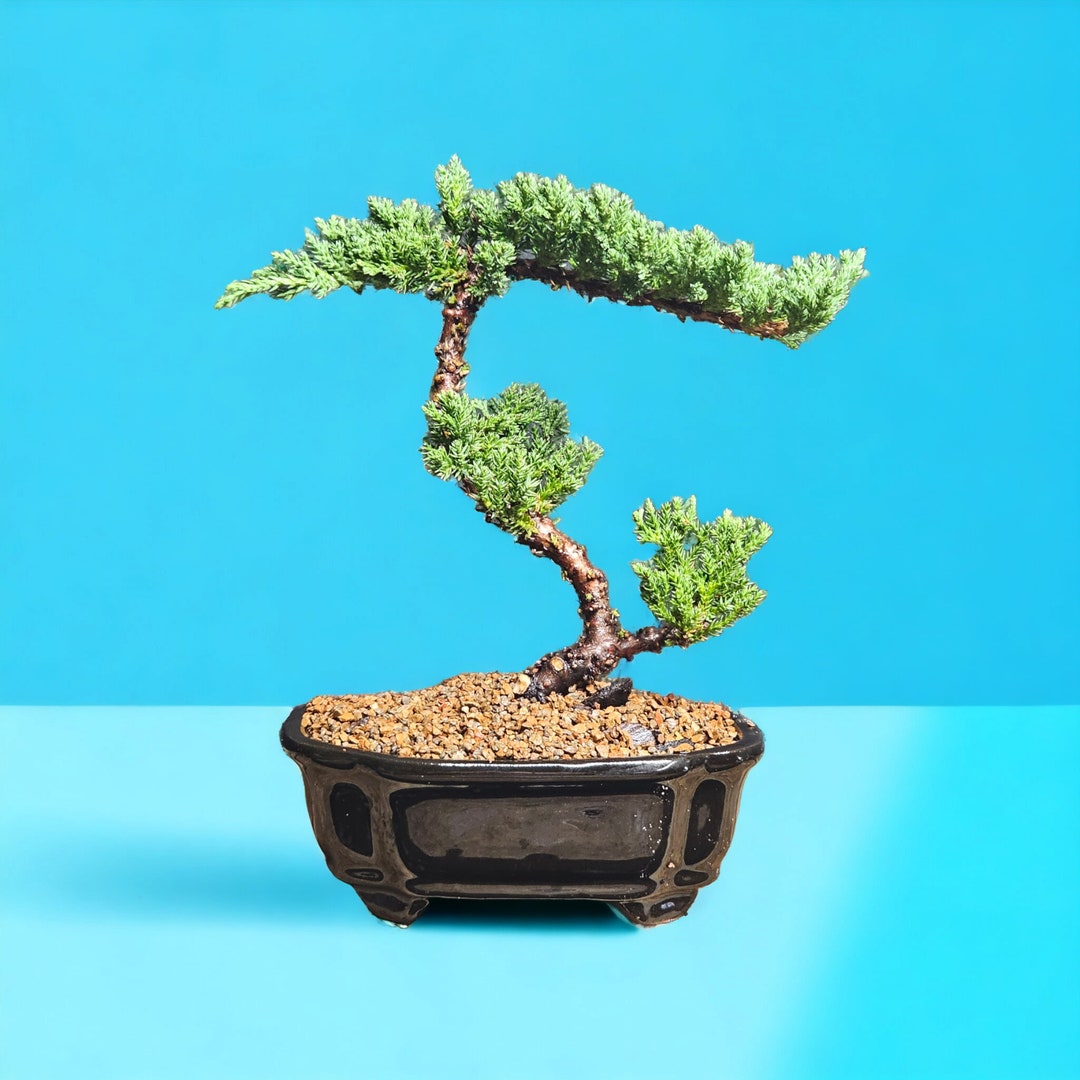 Japanese Dwarf Juniper Bonsai Tree 7471 Etsy