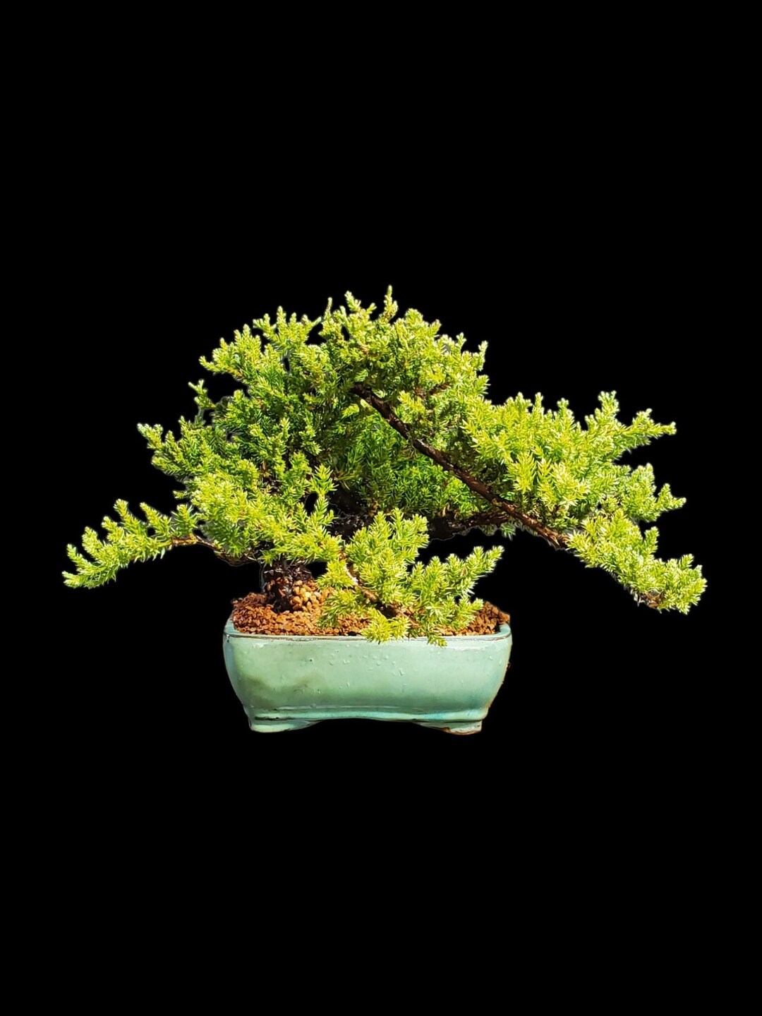 Japanese Dwarf Juniper Bonsai Tree 471 Etsy