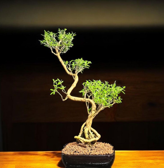 Snow Rose Bonsai Tree #7515