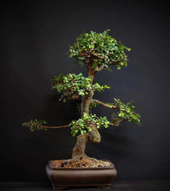 OLD Specimen Bonsai Chinese Elm Bonsai Tree #9009
