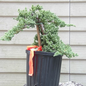 Japanese Dwarf  Juniper Pre Bonsai gallon pot
