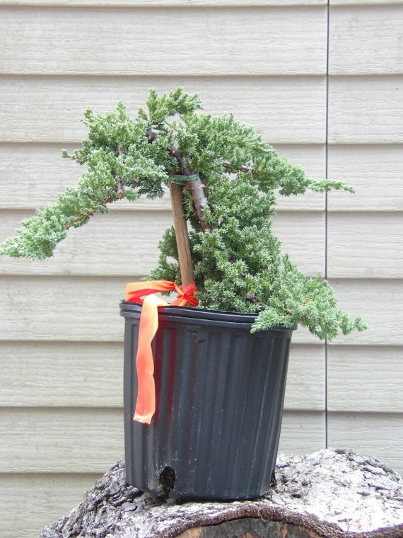 Japanese Dwarf  Juniper Pre Bonsai gallon pot