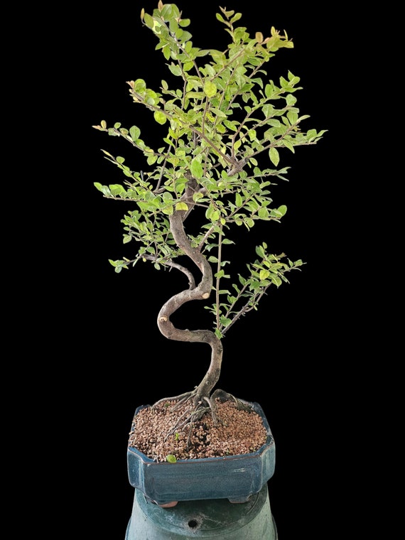 OLD Specimen Sweet Plum Bonsai Tree # 959