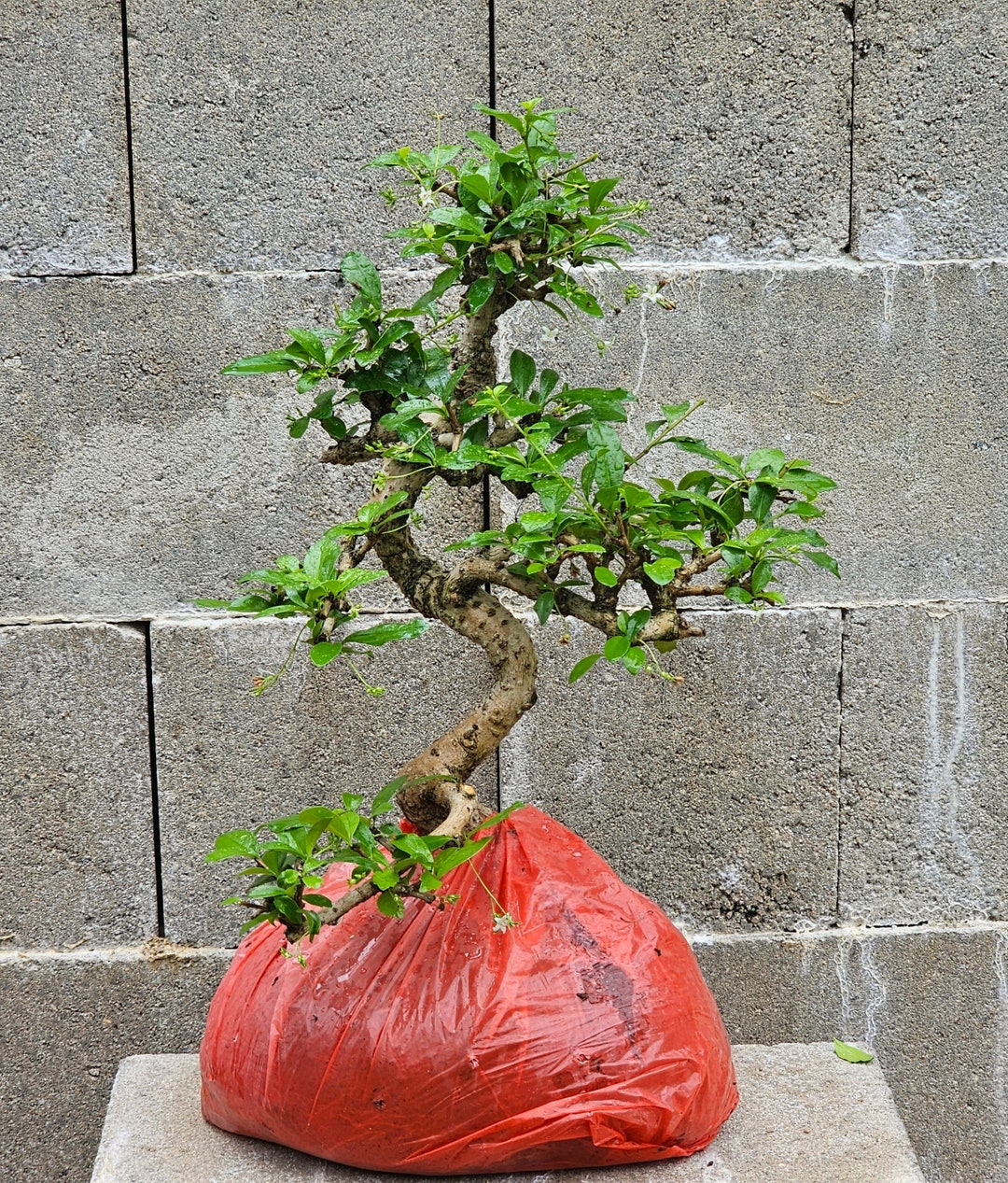 Fukien Tea Bonsai Tree Wholesale 3 Trees Etsy