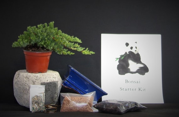 Bonsai Starter Kit