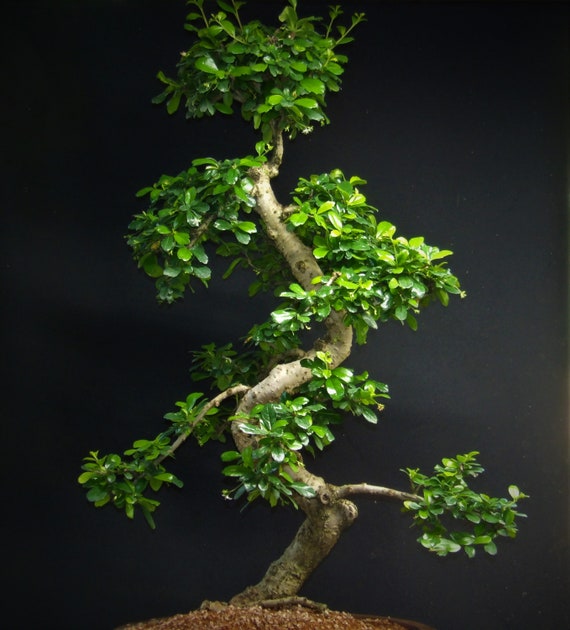 OLD Specimen Fukien Tea Indoor Flowering Bonsai Tree # 943