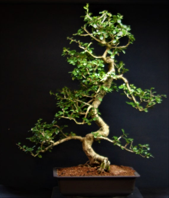 OLD Specimen Fukien Tea Indoor Flowering  Bonsai Tree # 93