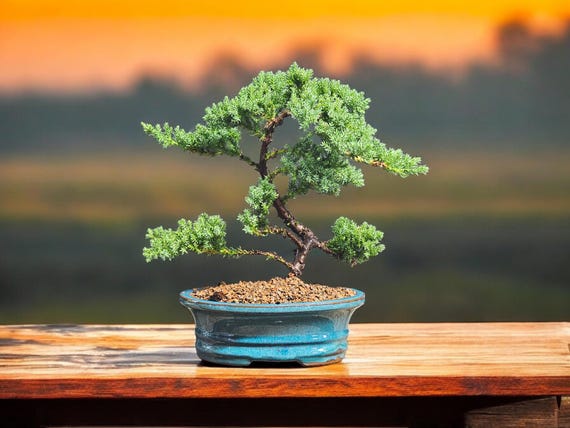 Juniper Bonsai Tree - Etsy