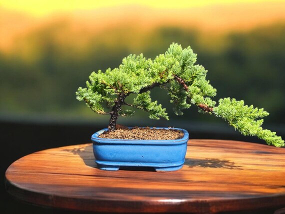 Beautiful Japanese Dwarf Juniper Bonsai Tree #016