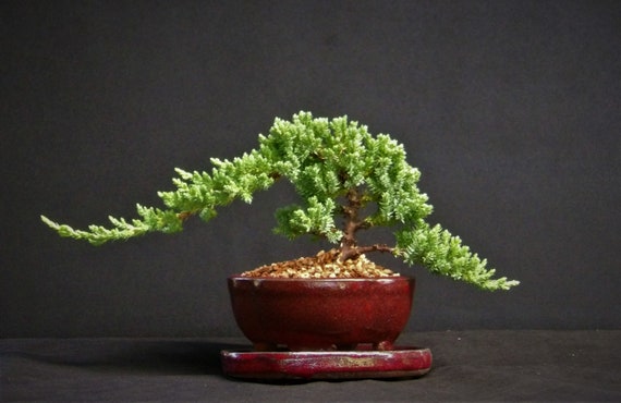 Japanese Dwarf Juniper Bonsai Tree GREAT GIFT !