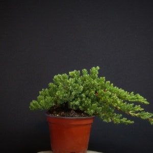 Japanese Dwarf  Juniper Pre Bonsai