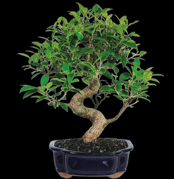 Bonsai tree Tiger Bark Ficus Great Gift