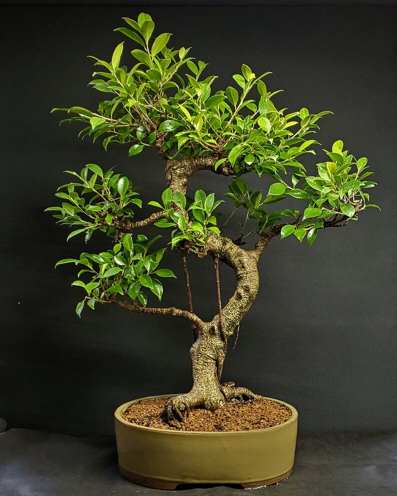 Old Specimen Tiger Bark Ficus Bonsai Tree 62 Etsy