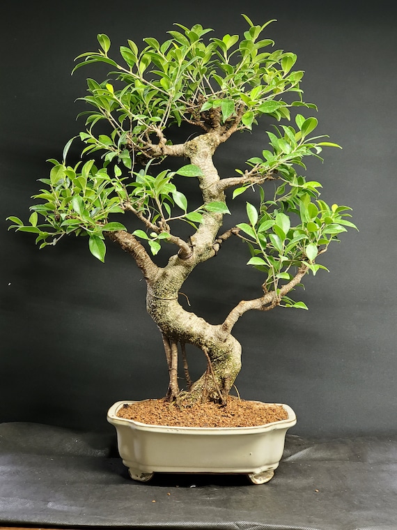Old Specimen Tiger Bark Ficus Bonsai Tree #67