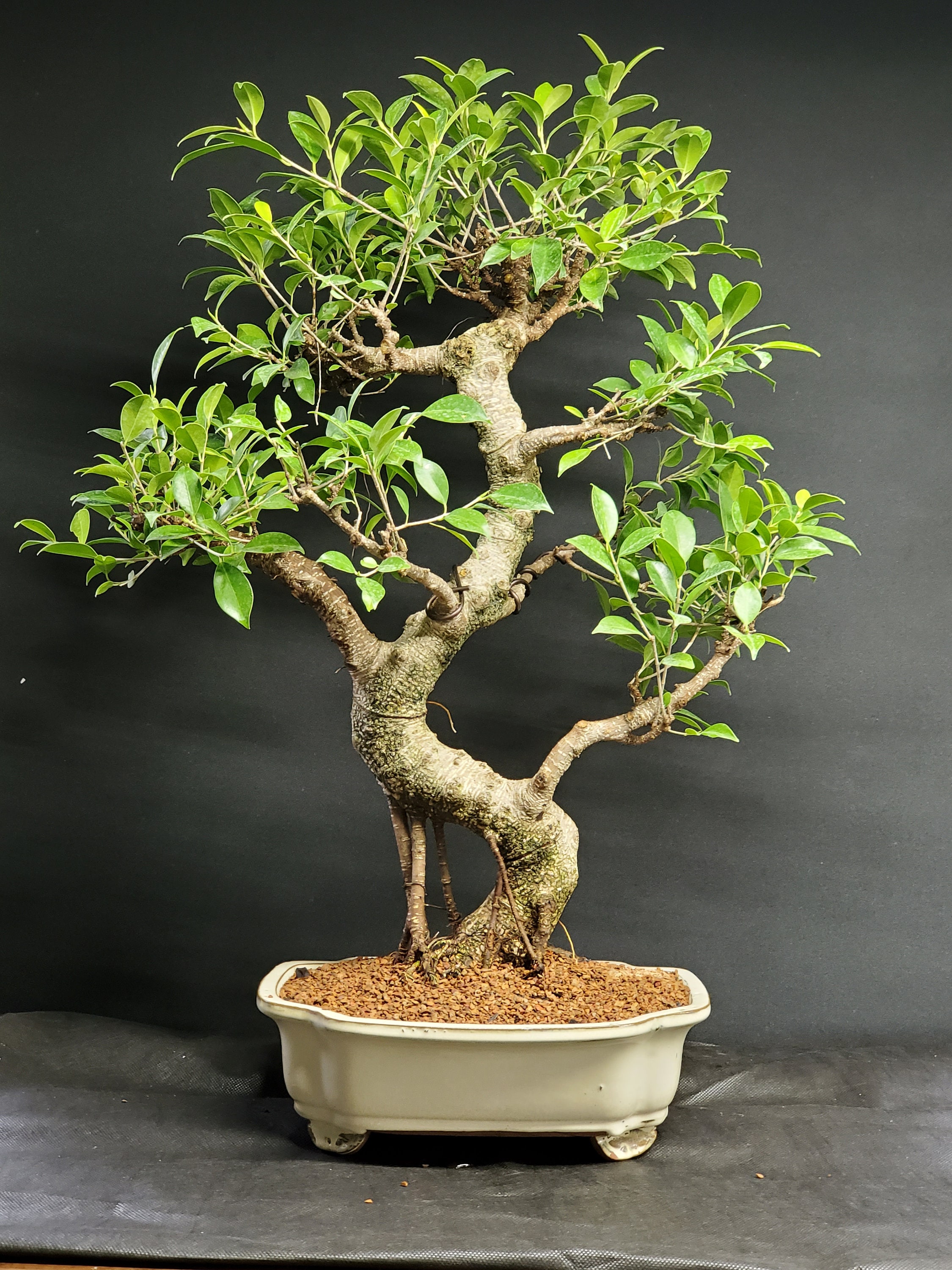 The Unique Beauty of Tiger Bark Bonsai Trees