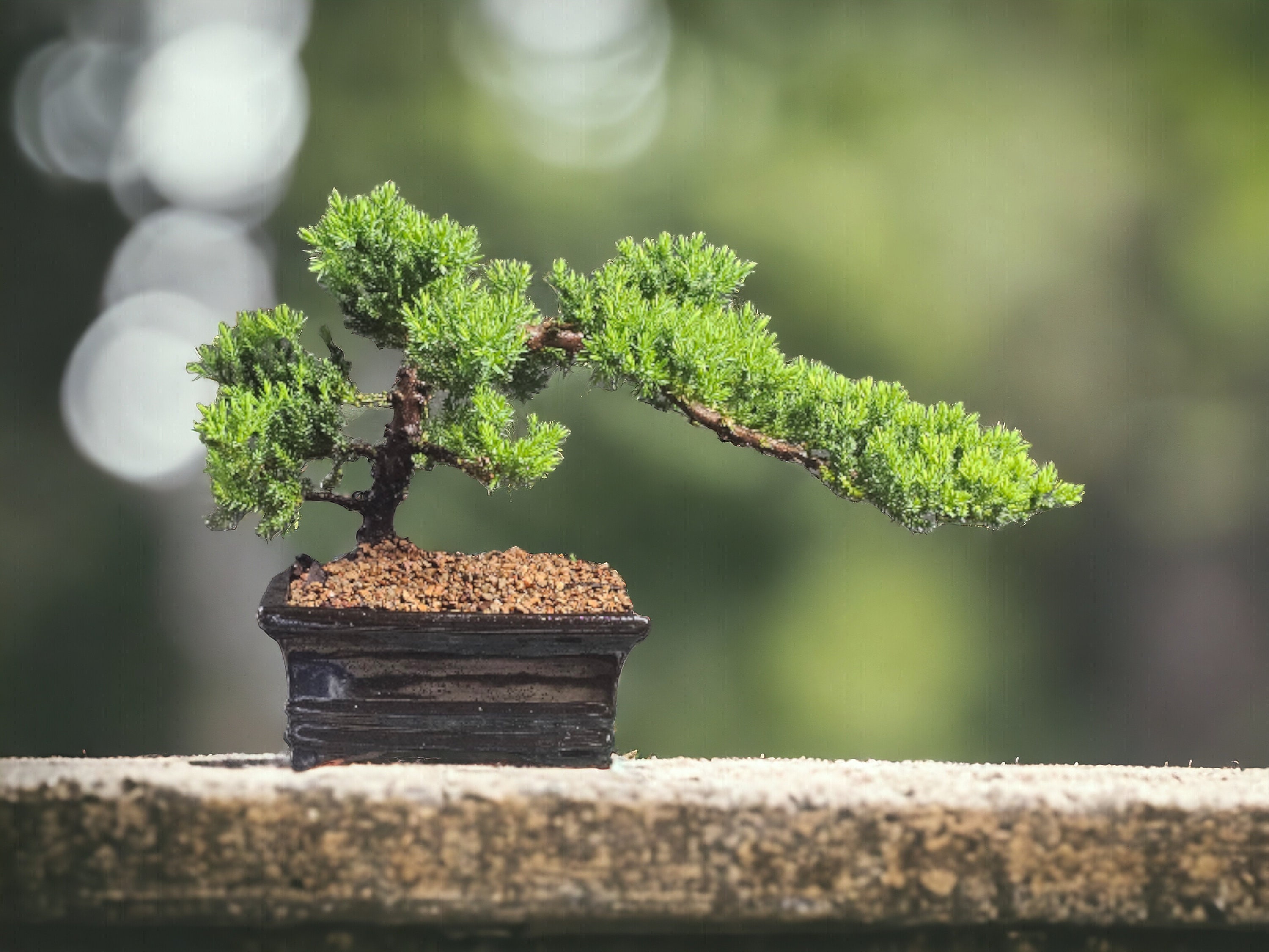 Japanese Dwarf Juniper Bonsai Tree #466 - Etsy