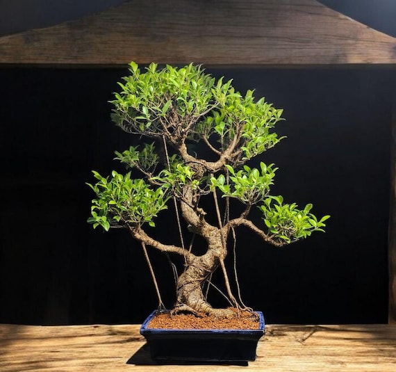 Old Specimen Tiger Bark Ficus Bonsai Tree #749