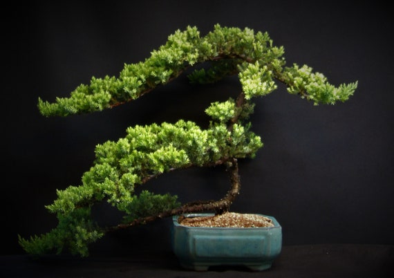 OLD Specimen Bonsai Japanese Dwarf Juniper Bonsai Tree #432