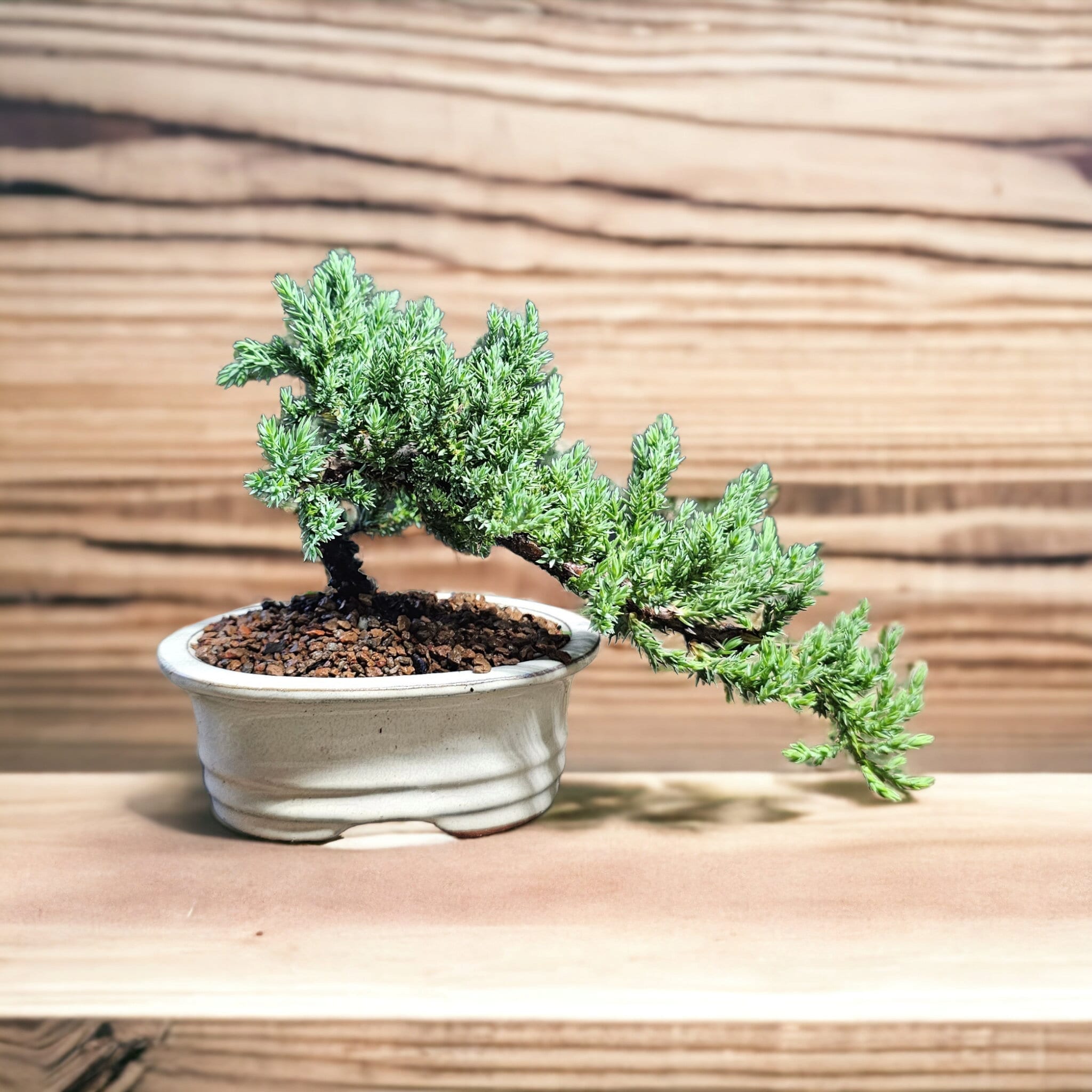 盆栽 Japanese bonsai The Japanese Spirit 盆栽 Bonsai size 60 × 43㎝ 7 sheets from