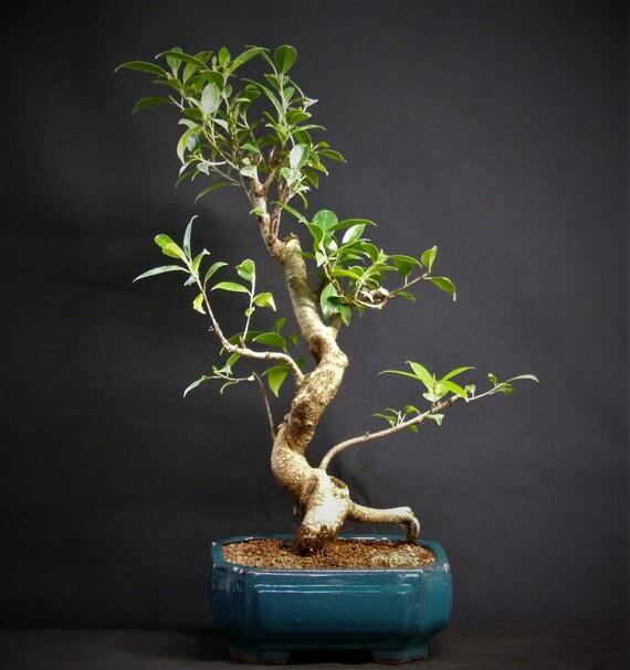 Bonsai Live Tree Tiger Bark Ficus 6543 Etsy