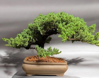 Beautiful Old Japanese Dwarf Juniper Bonsai Tree #0997